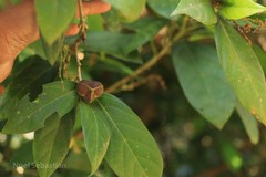 Epiprinus mallotiformis